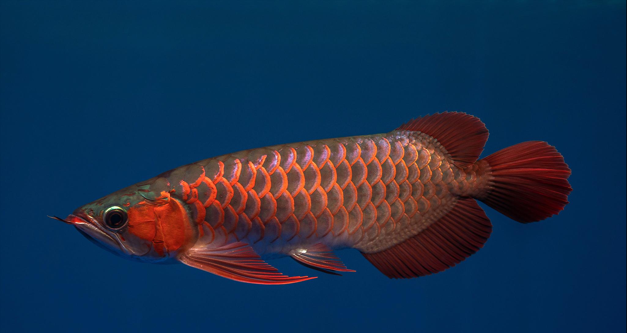 混养龙鱼趴缸是什么原因造成的,龙鱼受到惊吓趴缸怎么解决