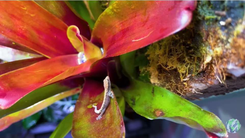 美国小哥在卧室建出一缸热带雨林，食物链环环相扣，太强了