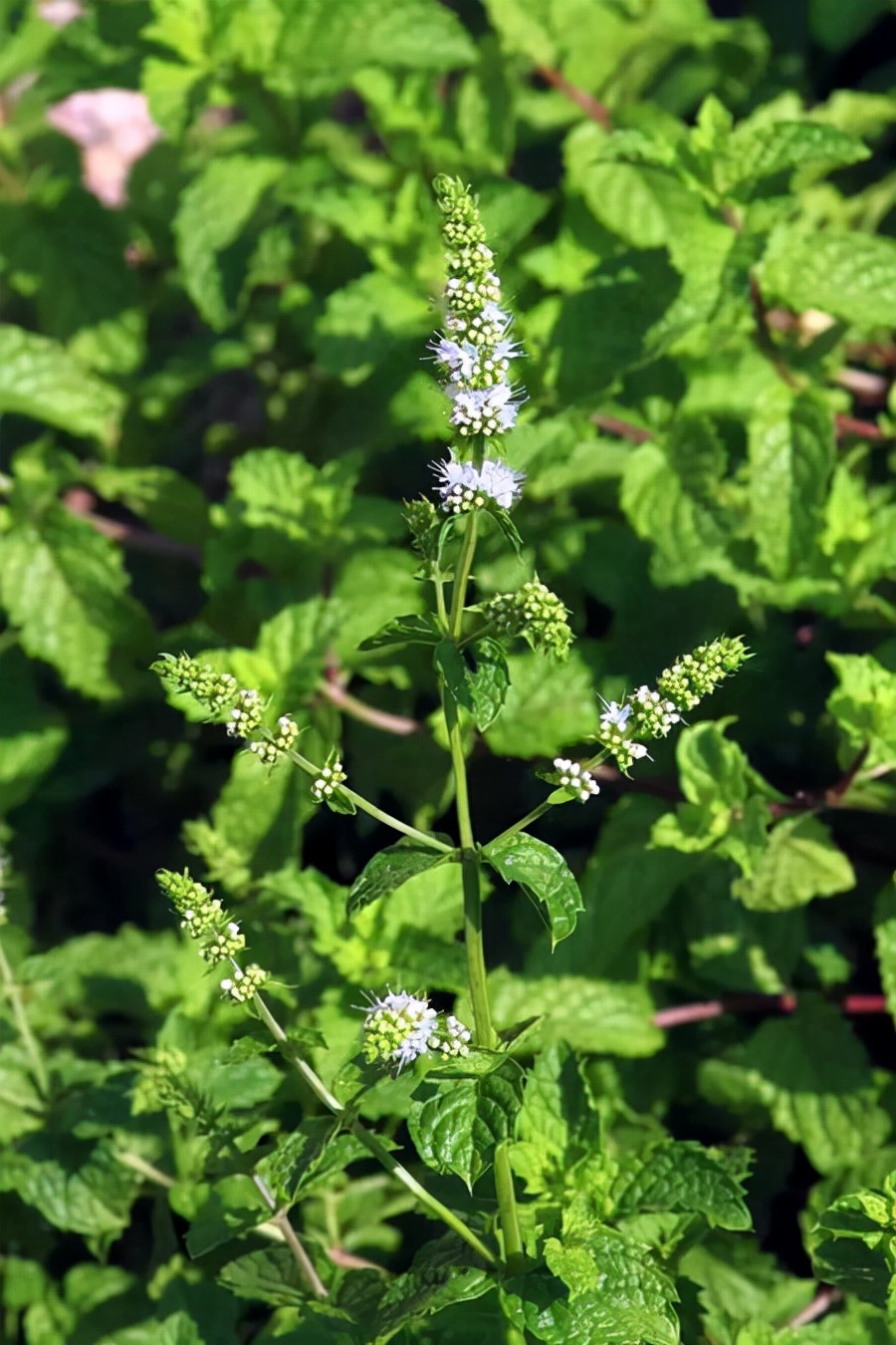 薄荷全部品种,薄荷分类图
