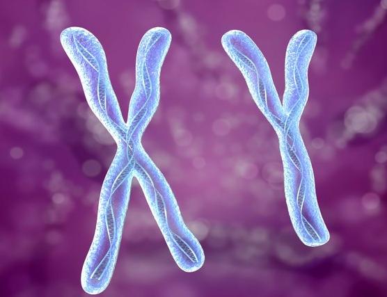 法国牛品种有哪些,全世界牛的种类和分布