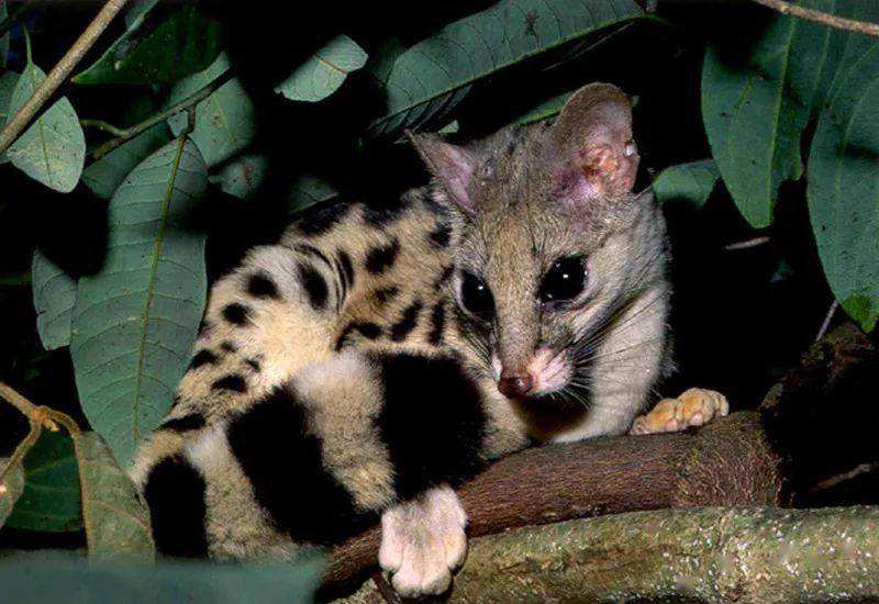 深圳出现“小灵猫”，全身灰黑色斑纹像老鼠，最爱钻进古墓去住？