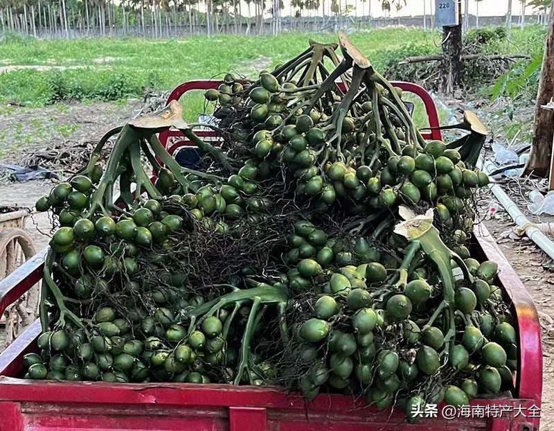 海南槟榔价格下跌,海南槟榔青果价格行情