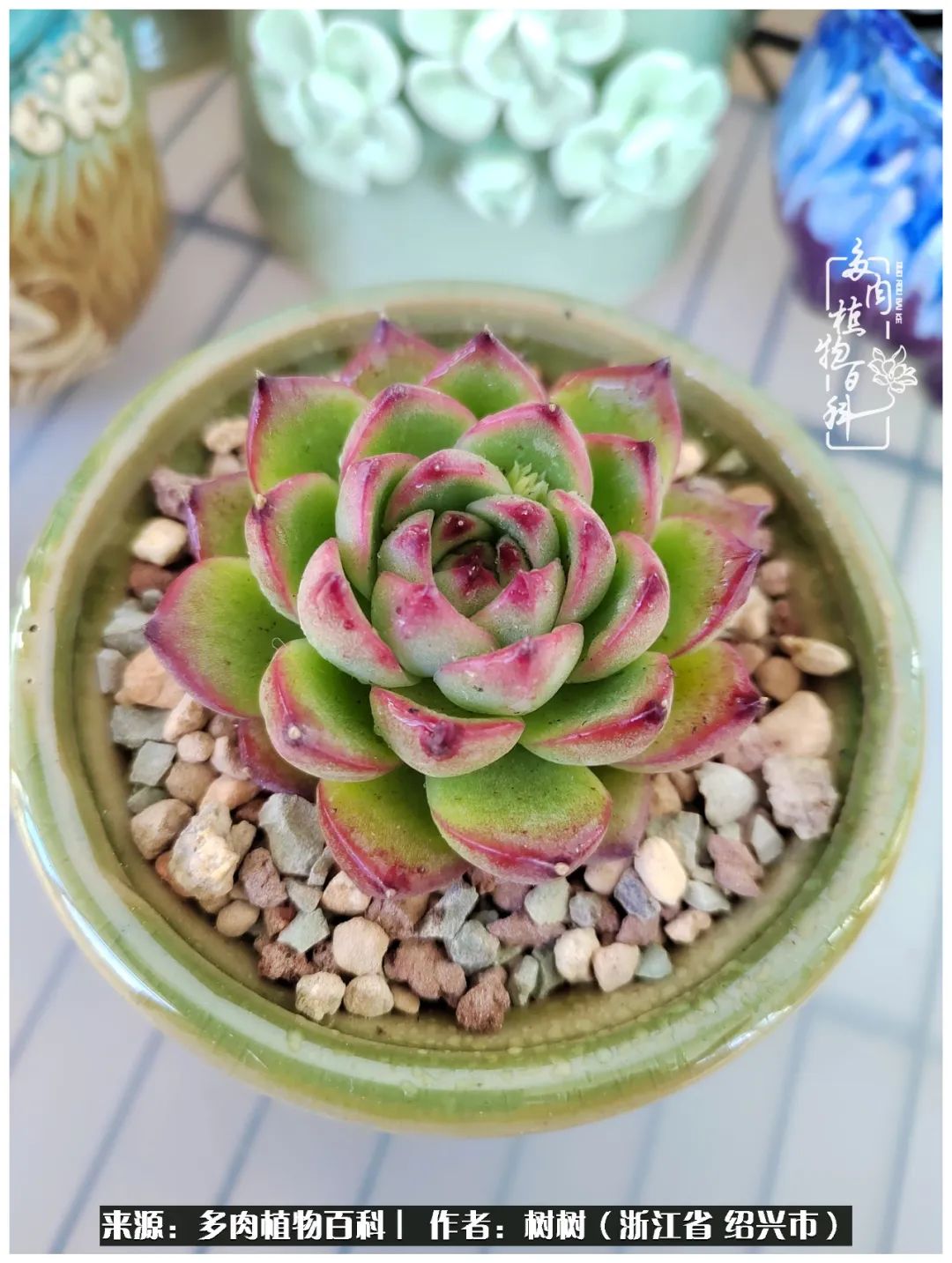 又临寒冬，暖阳下携手肉肉赏姹紫嫣红！