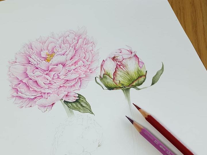 初学画画入门零基础直播,初学画画到底应该学什么