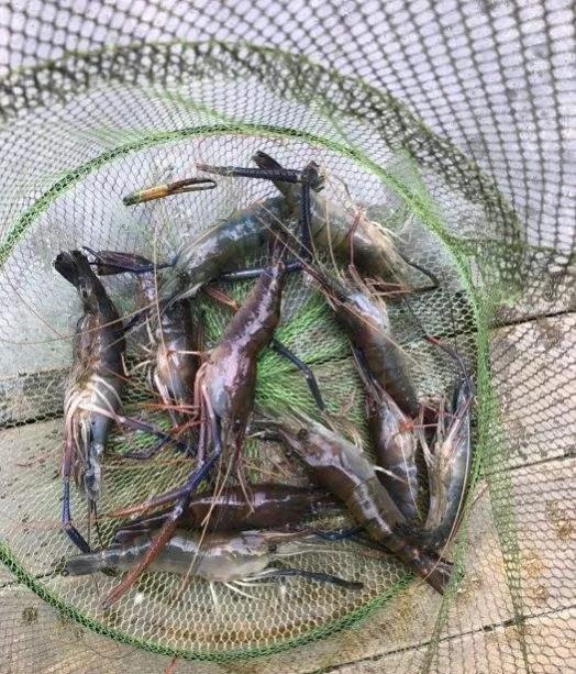 徐汝清《家乡的河虾》