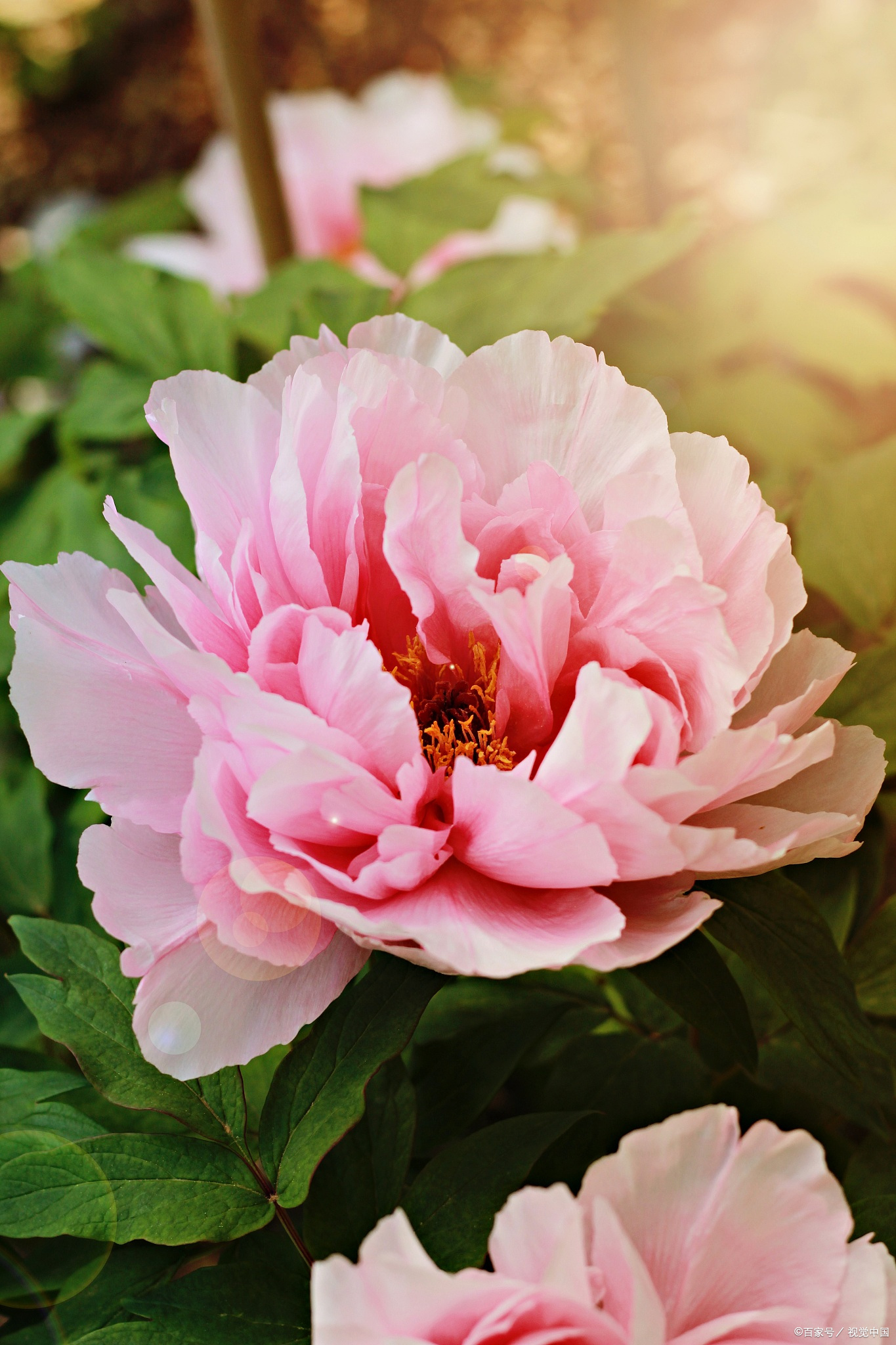 花开时节动京城的牡丹真国色,唯有牡丹真国色花开富贵动京城