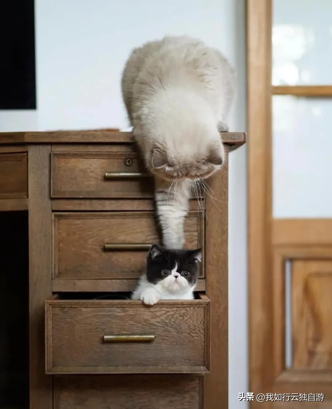 日本中古之家：与古家具和猫咪一起生活的日本博主