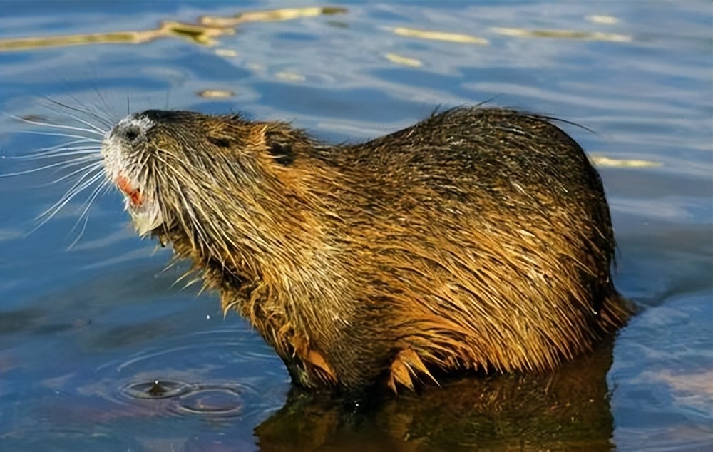 国内惊现巨型老鼠,上海巨型老鼠