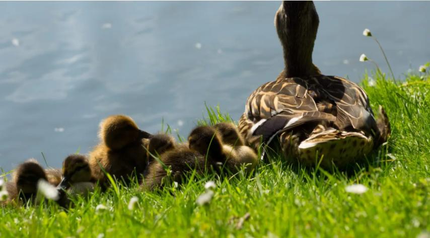 禽医静心谈小鸭子两侧眶下长包，鸭子长窦严怎么办