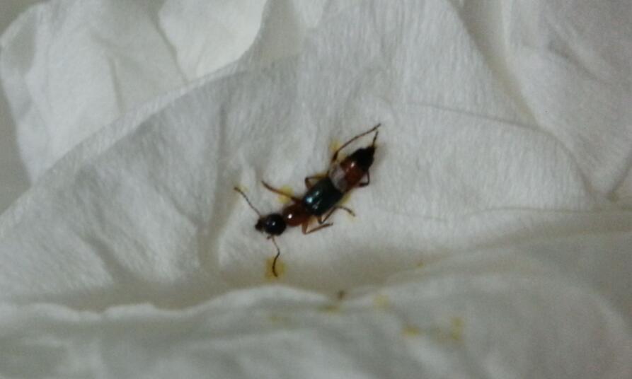 杀隐翅虫的杀虫剂在哪里买,隐翅虫应该用什么驱除