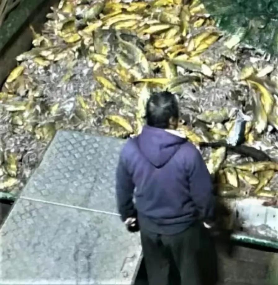 浙江渔民一网捞2000多斤黄鱼,宁波渔民捕获1500多斤野生黄鱼