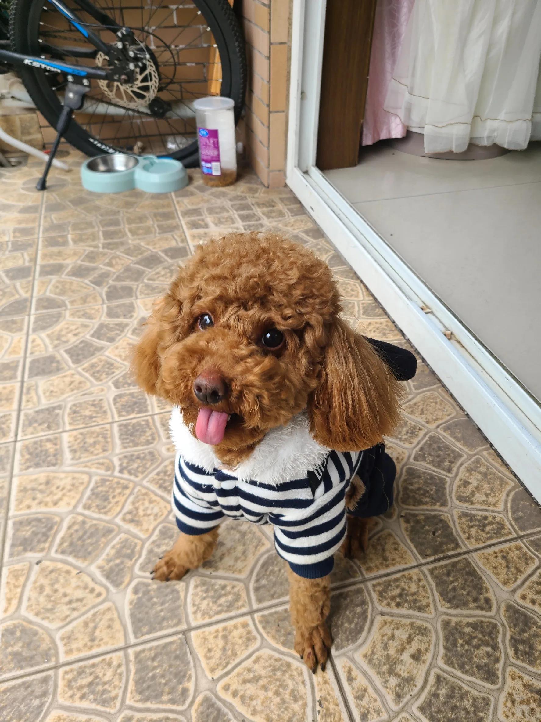 灰泰迪的成长史,一只泰迪的成长史