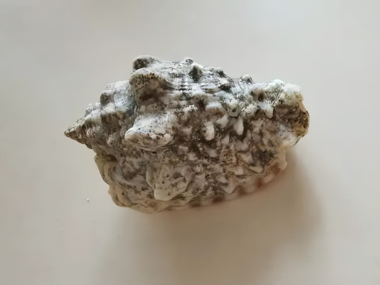 海南海鲜贝类有哪些,海南海鲜贝类