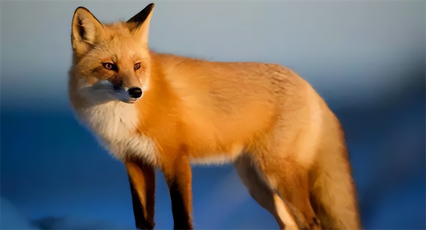 三头象寓意好不好,在风水中四象指什么