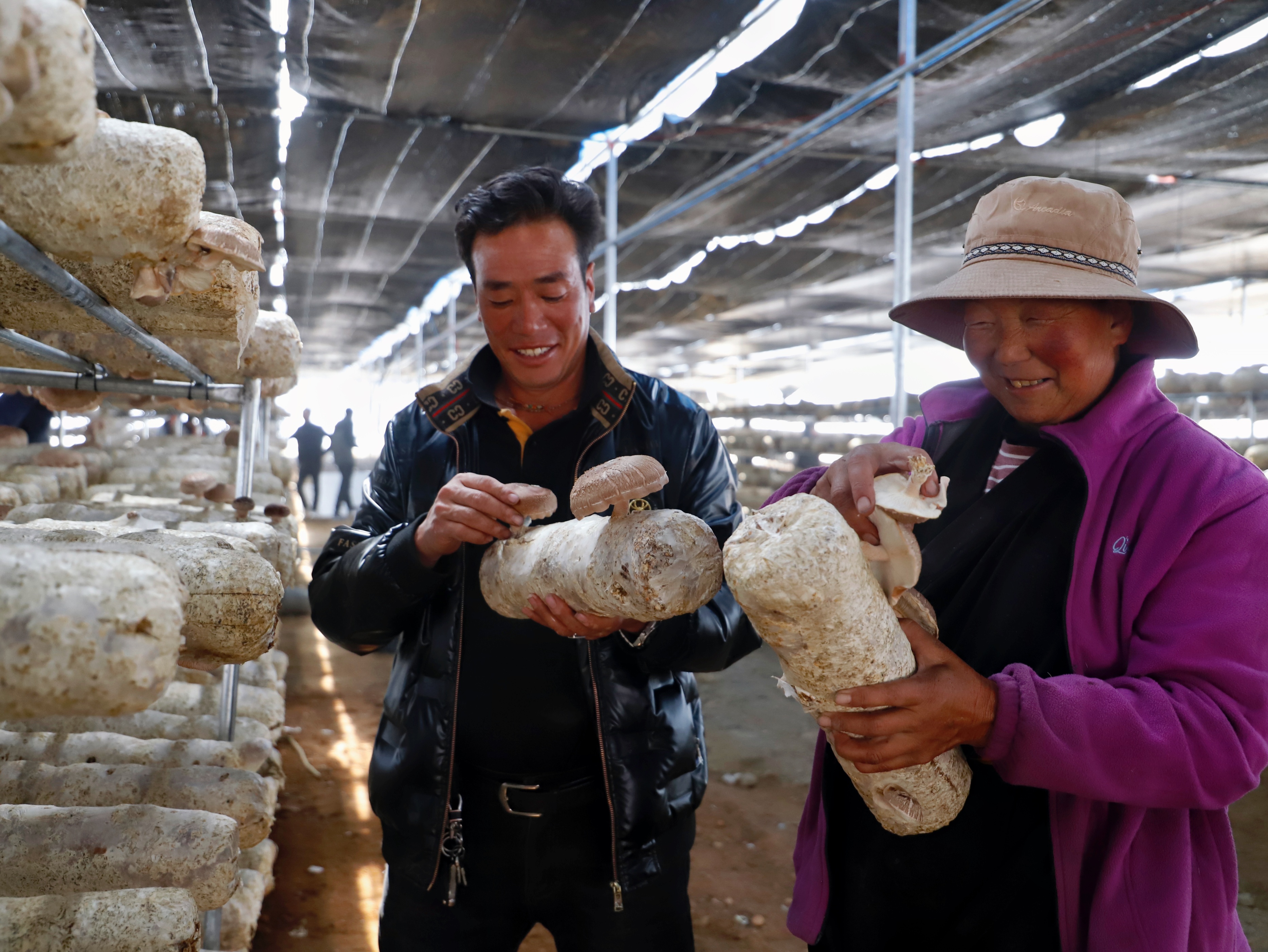 小蘑菇撑起乡村发展新希望,小蘑菇撑起了农民的致富路