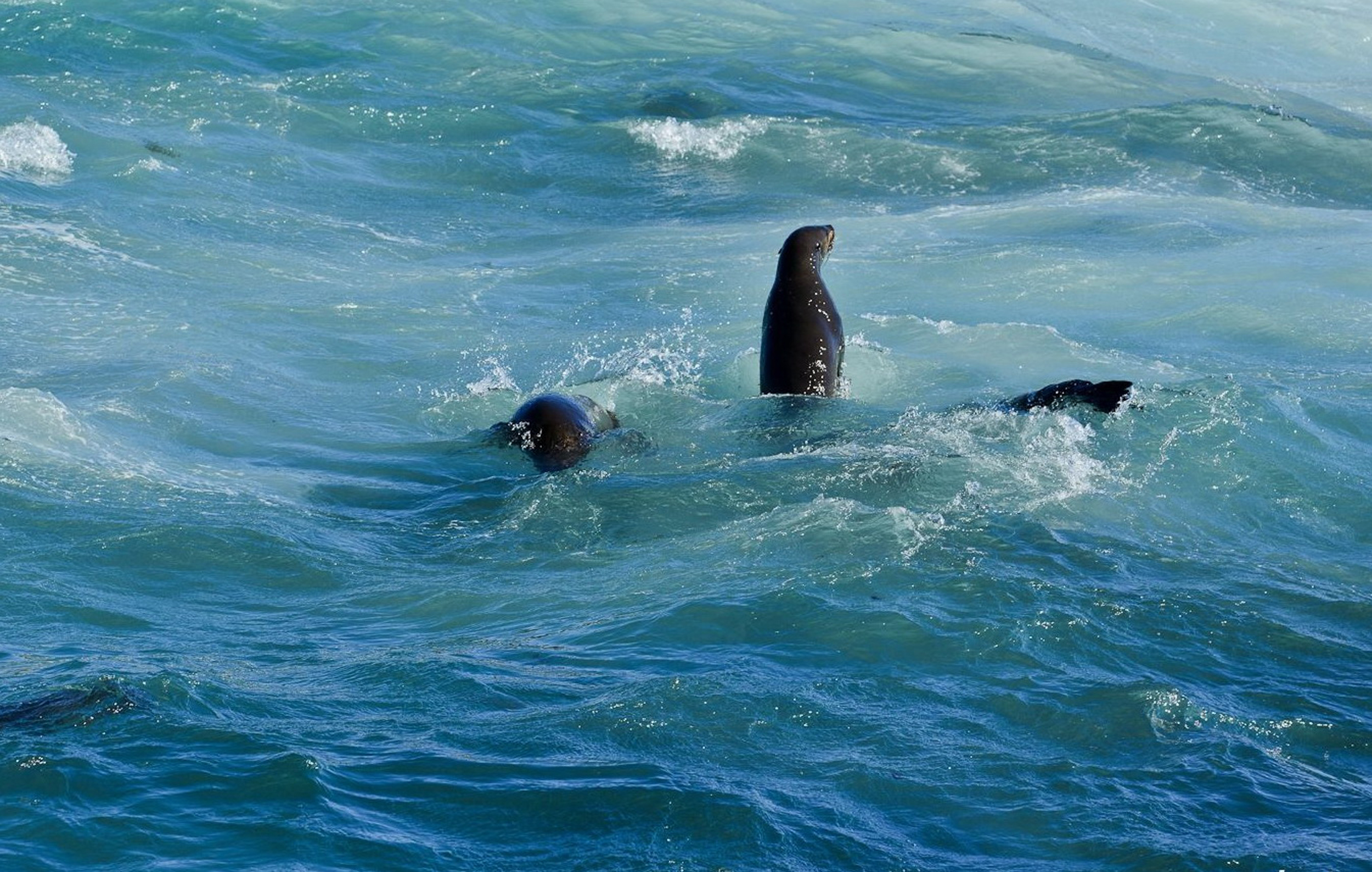在我当船员的岁月里，我养大了一只海豹，尽管不舍也放它回归大海
