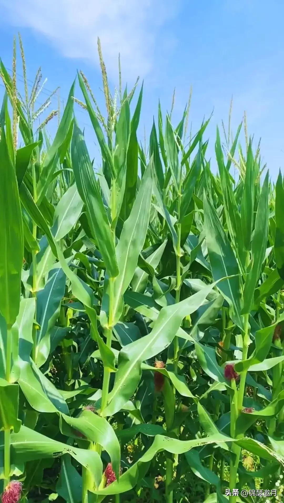 乡村田园风光图片,田园风光风景图片