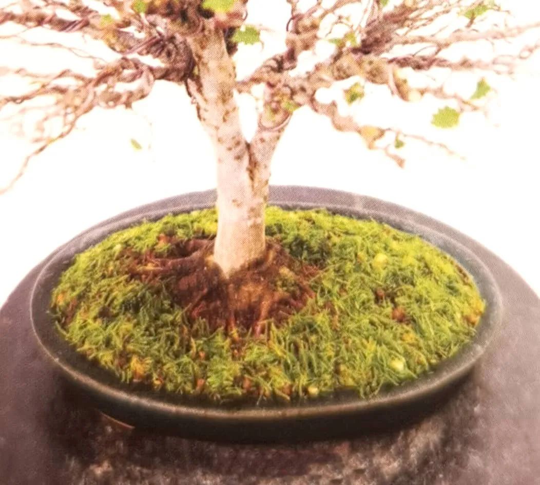 苔藓盆景怎么养水苔,苔藓盆景的养殖方法解答