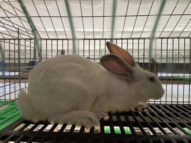 兔场清粪带的设计方案,兔场自动清粪设备什么价格