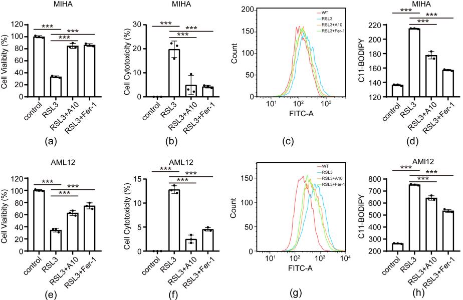 research最新研究进展,大鼠肝缺血再灌注损伤