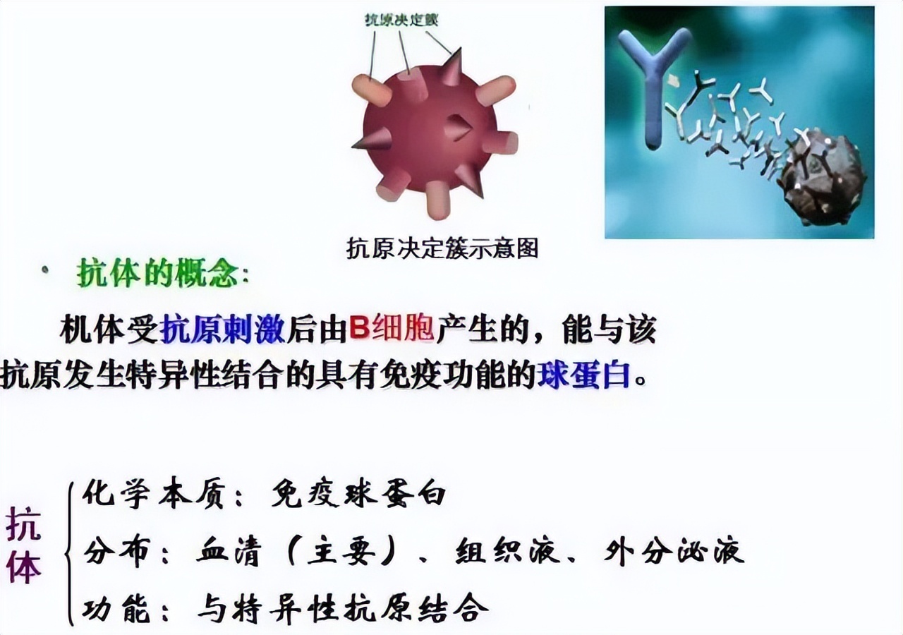 高中生物细胞免疫全知识点视频,生物高中知识点免疫调节