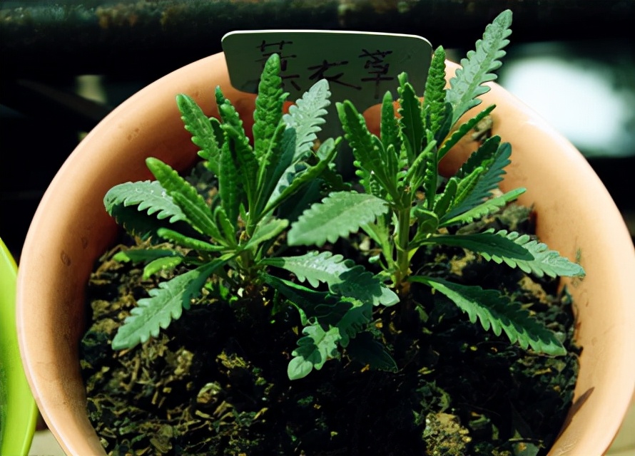 进口薰衣草干花,高级干花真花薰衣草