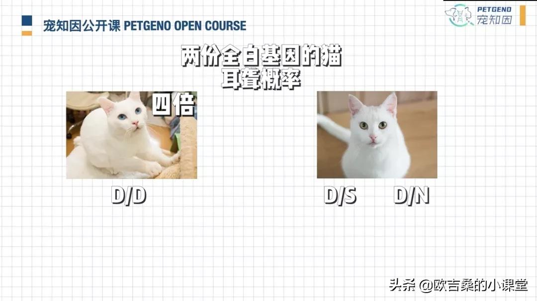 白斑基因可控吗,白斑基因优势