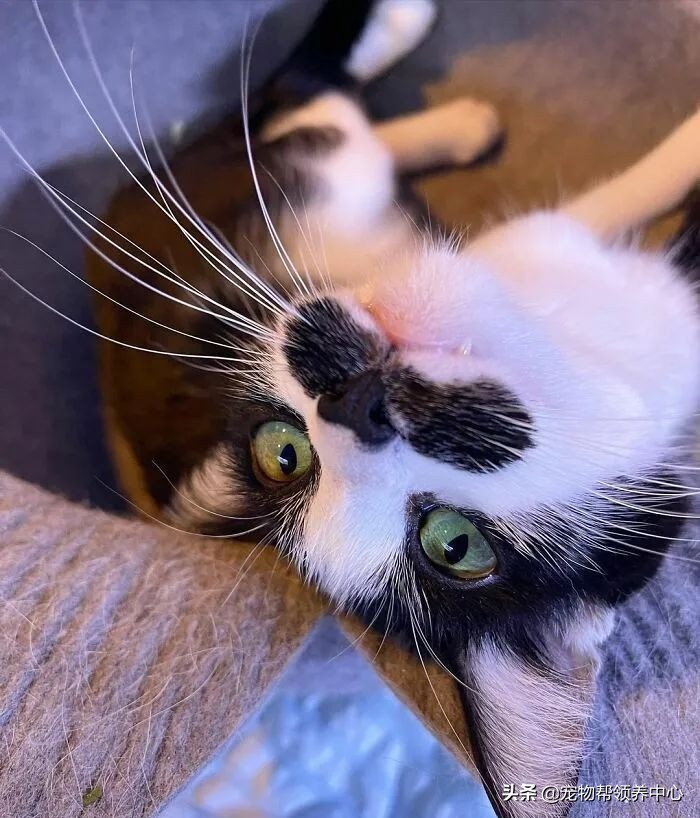 猫咪天生脸圆小鼻子大眼,猫咪小时候有多可爱长大就有多帅