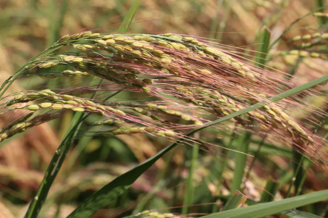 找回老种子,找回遗珠