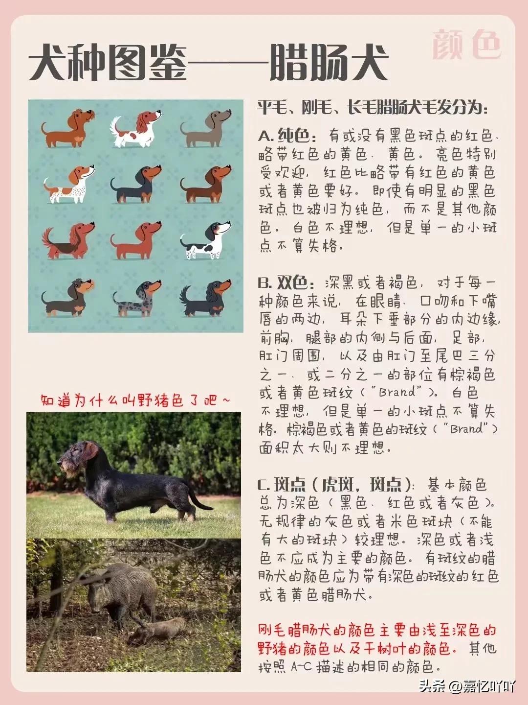 腊肠犬相似的狗有哪些,腊肠犬的图片