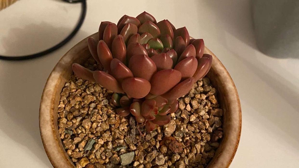 多肉红宝石徒长了会是什么样,枝干番杏红宝石徒长了怎么办