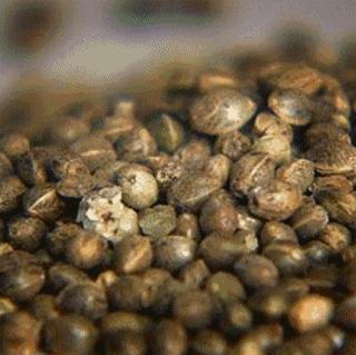 巴马火麻油的食用方法,巴马火麻仁火麻油