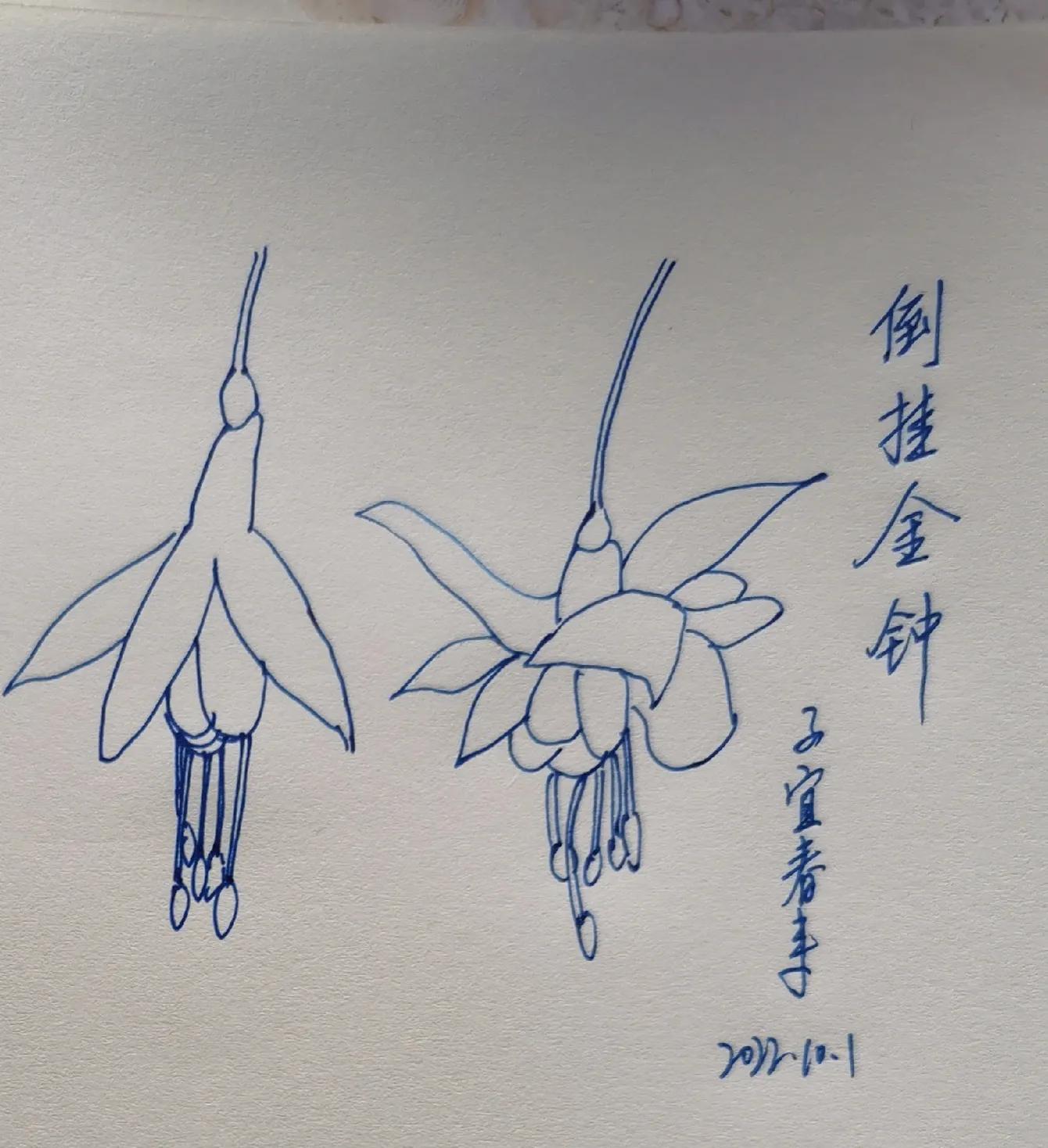 *钟金**，这个名字多么好听啊！如果再加上“倒挂”二字，简直完美