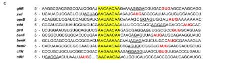 绿脓杆菌如何培养,绿脓杆菌做什么项目培养