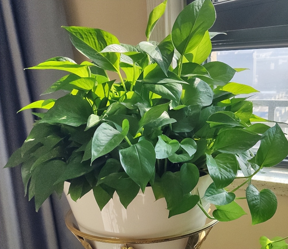 绿萝怎么养才能更旺盛浇什么水,绿萝水养的方法和注意事项