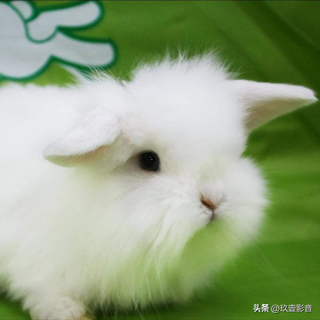 兔子有哪些品种宠物兔,兔子丰盛大餐