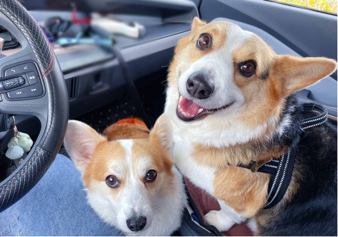 狗狗神经压迫导致后腿无力,狗狗神经炎会引起后腿抽搐吗