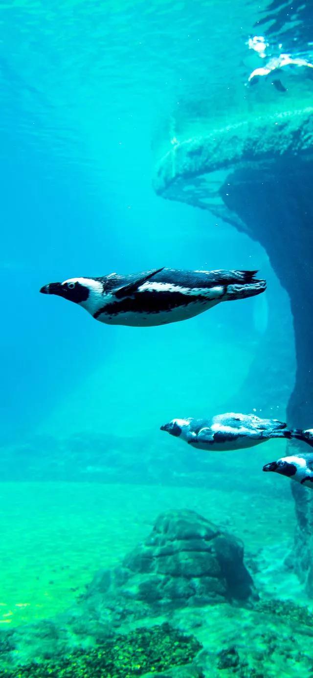 海底世界高清大图壁纸,手机动态海底世界鱼壁纸