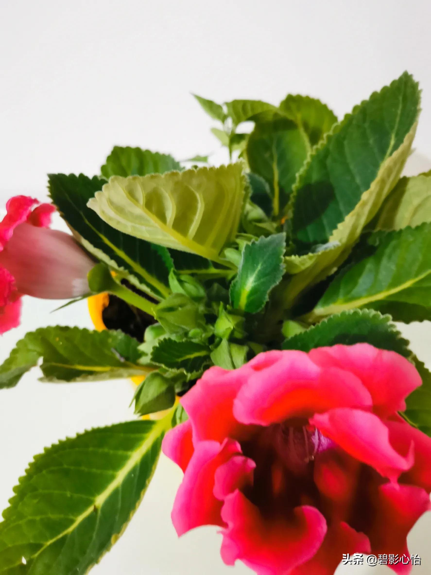 芙蓉花只长叶子不开花是什么原因,芙蓉花开败后怎么处理能再次开花