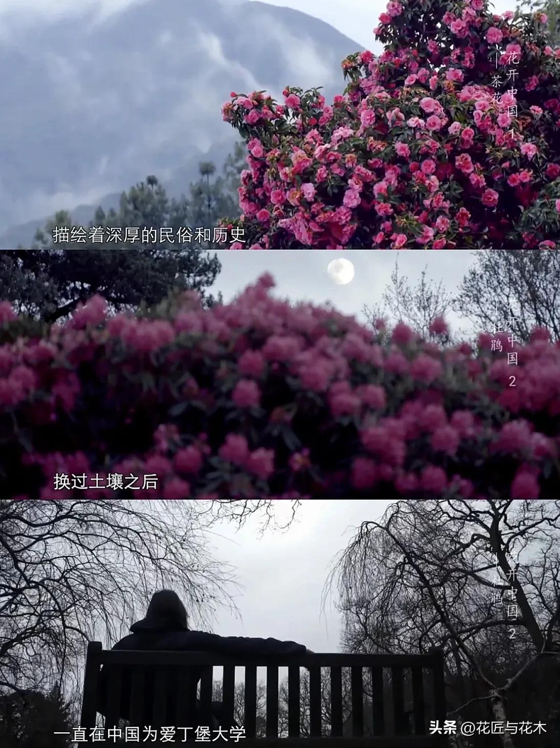 央视顶级纪录片｜万花之王，用一叶一瓣打开“世界”