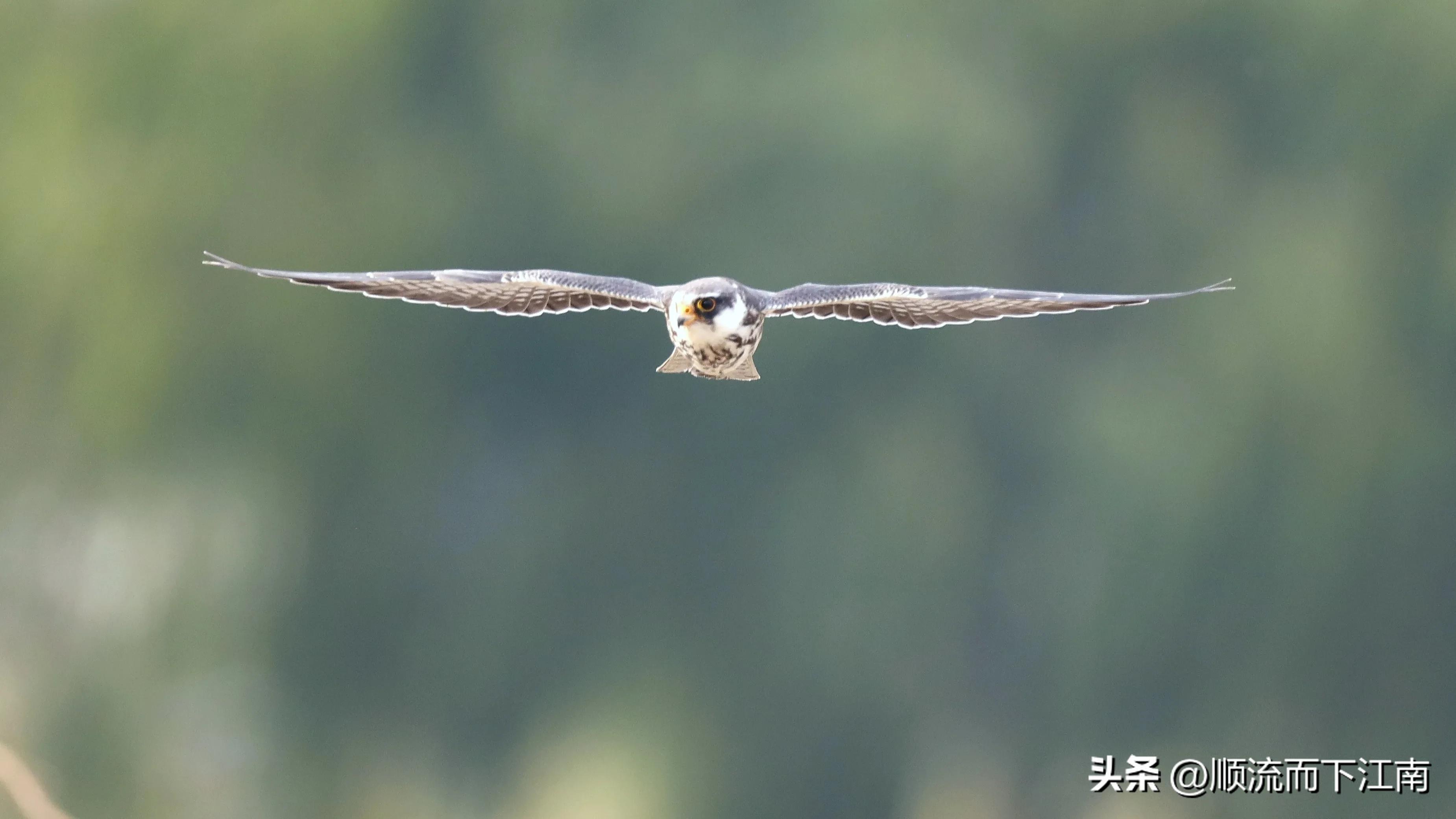 红脚隼叫声,红脚隼