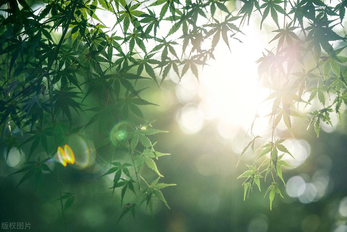 三伏天是调理慢性疾病最佳时机,一年中最热的三伏天注意什么