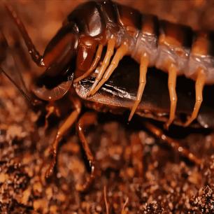 变态纳粹,纳粹德国屠杀犹太女人