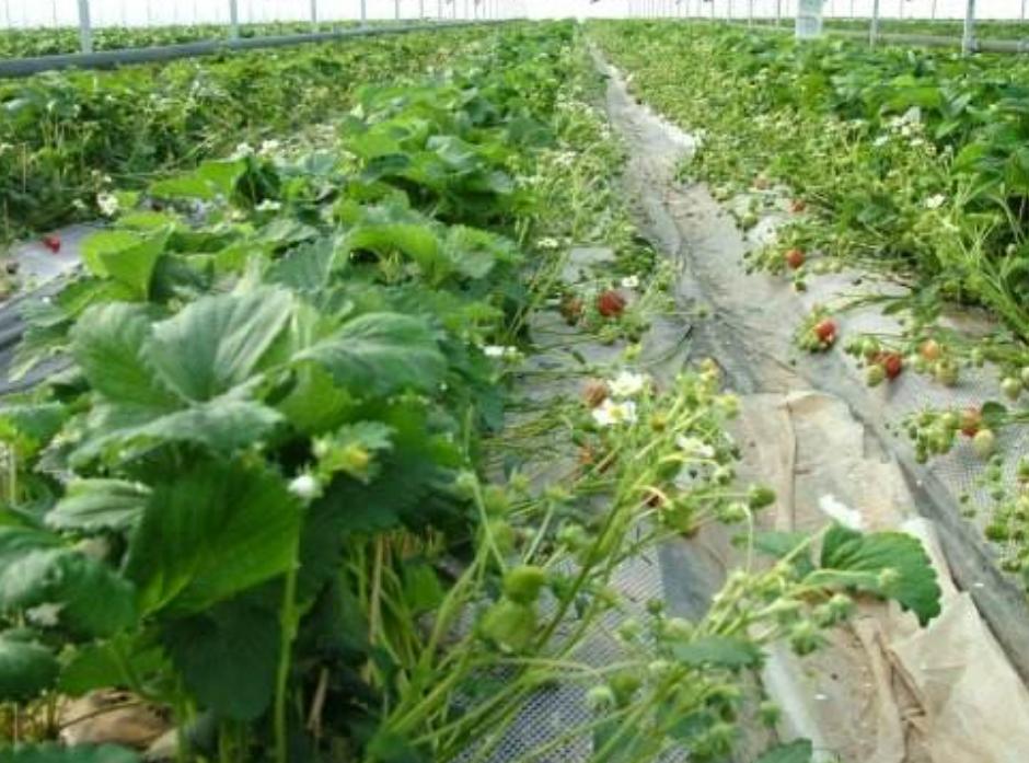 日本人在山东租了1500亩地,日本人在山东租一千五百亩地干啥