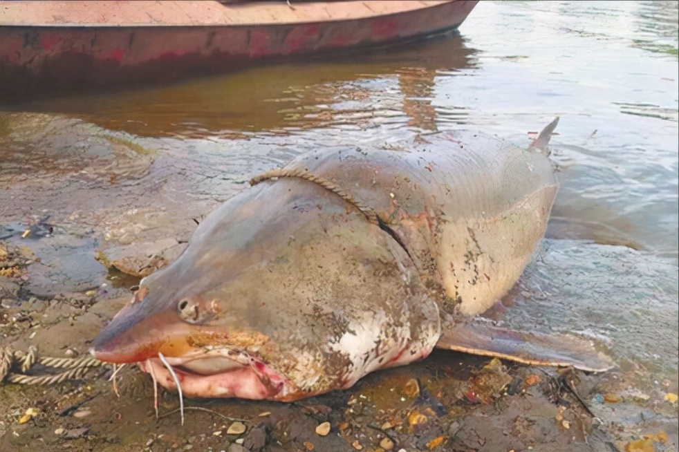 中国最大淡水鱼长江白鲟证实灭绝,长江什么鱼最珍稀中华鲟