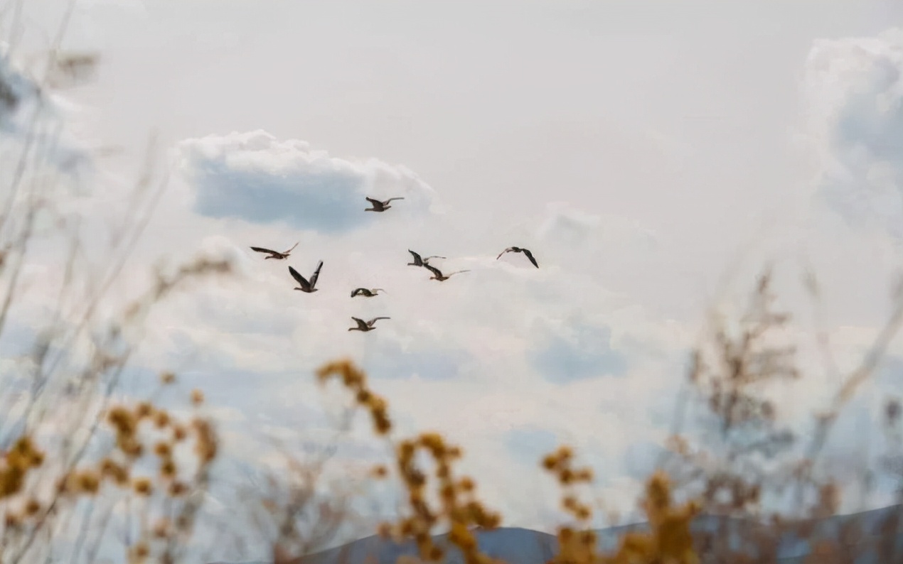 江天暮雪落尽琼花的意思,江天暮雪落尽琼花