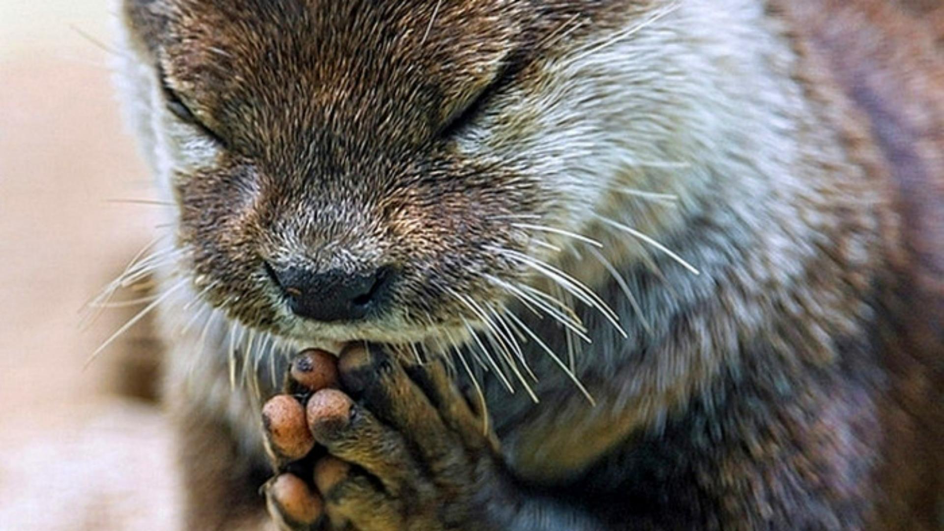 勤能补拙动物,勤能补拙比喻哪个生肖