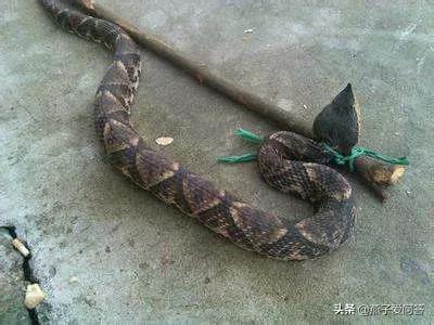 被五步蛇咬伤后能恢复吗,用五步蛇血治疗五步蛇咬伤