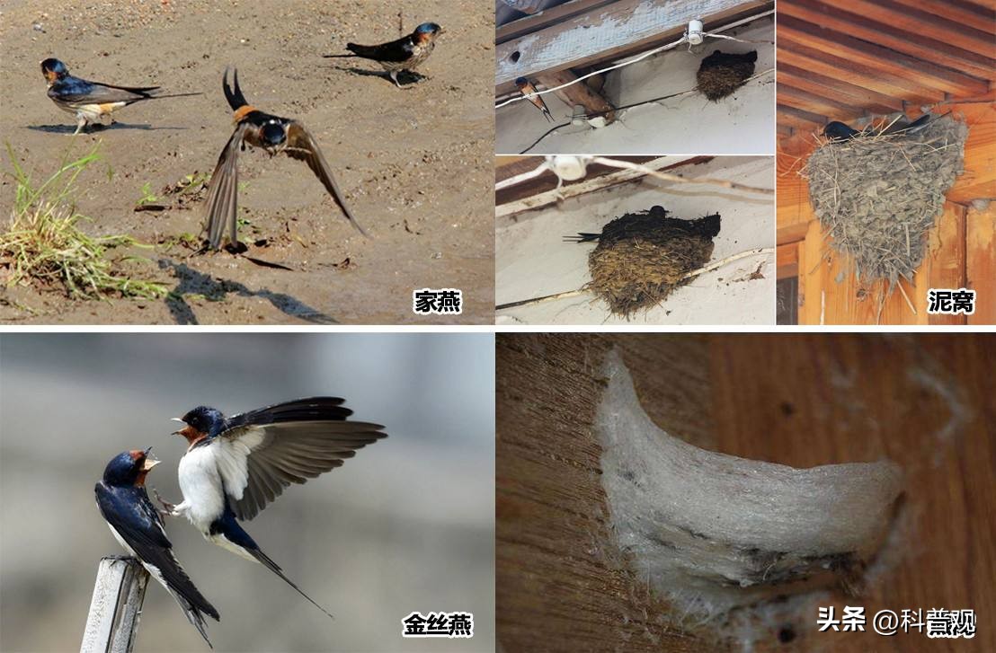 燕窝一千多怎么样,几十元一斤的燕窝