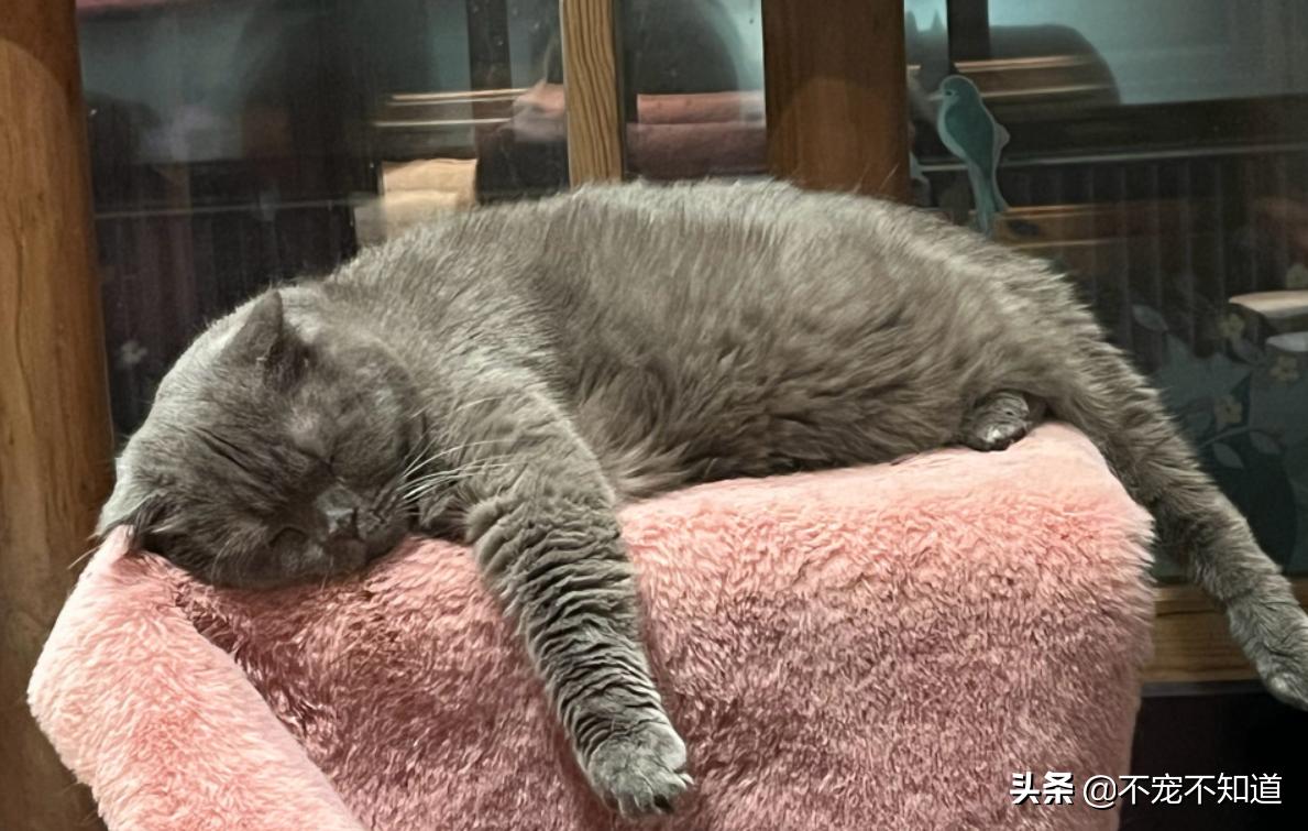 猫咪感觉热有哪些表现,猫咪觉得热一直吐舌头